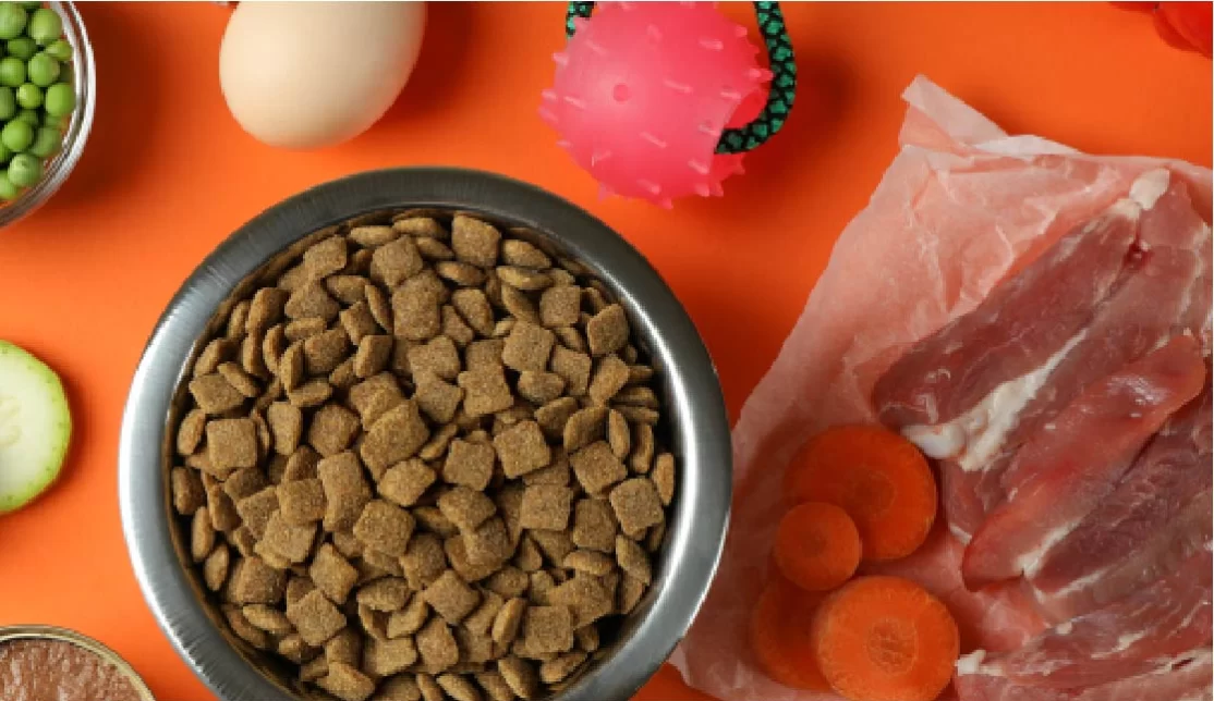 Recomendaciones de alimentación mixta en perros y gatos