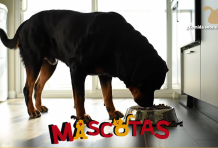 Como enseñar a tu gato a ir al baño y usar el inodoro