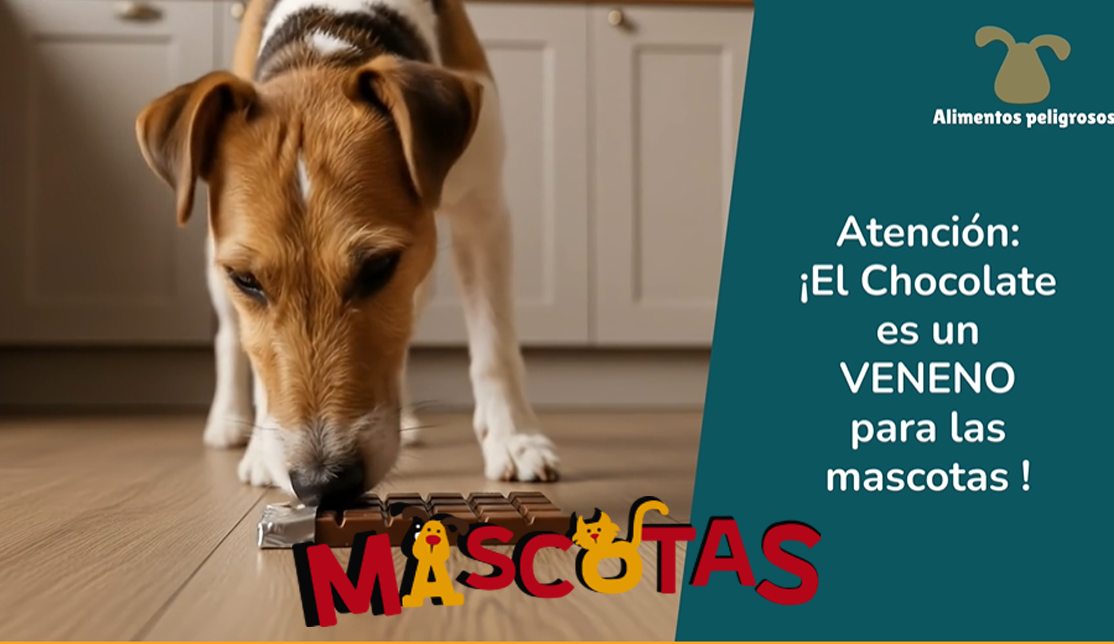 Comidas dañinas para las mascotas