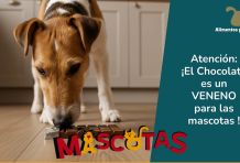 Consejos para educar un gato