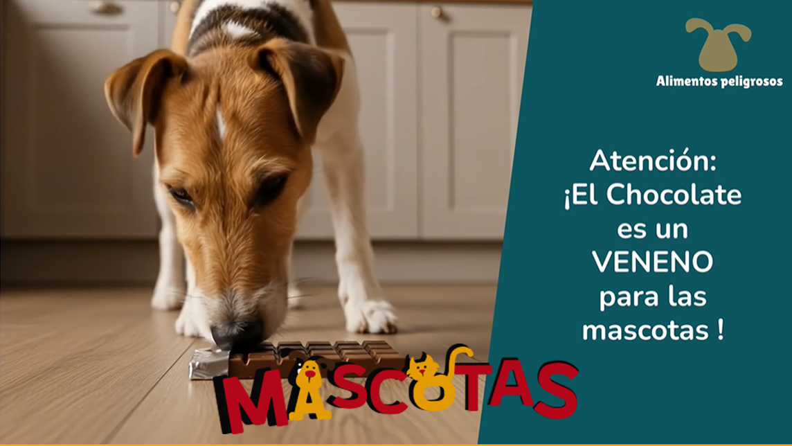 Comidas dañinas para las mascotas