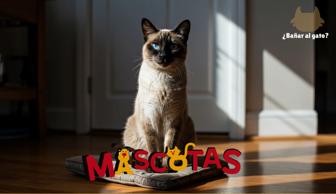 ¿Es realmente necesario bañar al gato?