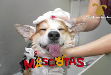 Cómo socializar a tu perro