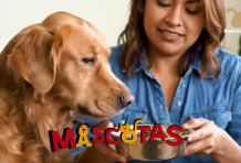 Trucos fáciles para entrenar a tu gato