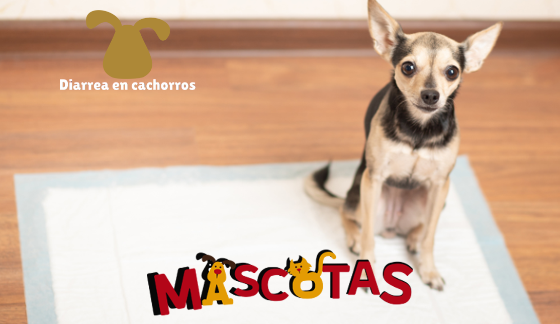 Diarrea en cachorros
