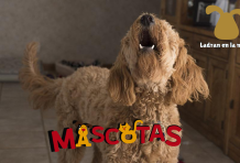 Trucos fáciles para entrenar a tu gato