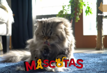 Consejos para educar un gato