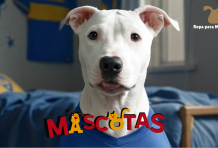 Cómo enseñarle a tu perro cachorro a hacer sus necesidades afuera