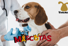 Como enseñar a tu gato a ir al baño y usar el inodoro