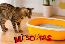 ¿Cómo hacer que mi gato use su caja?