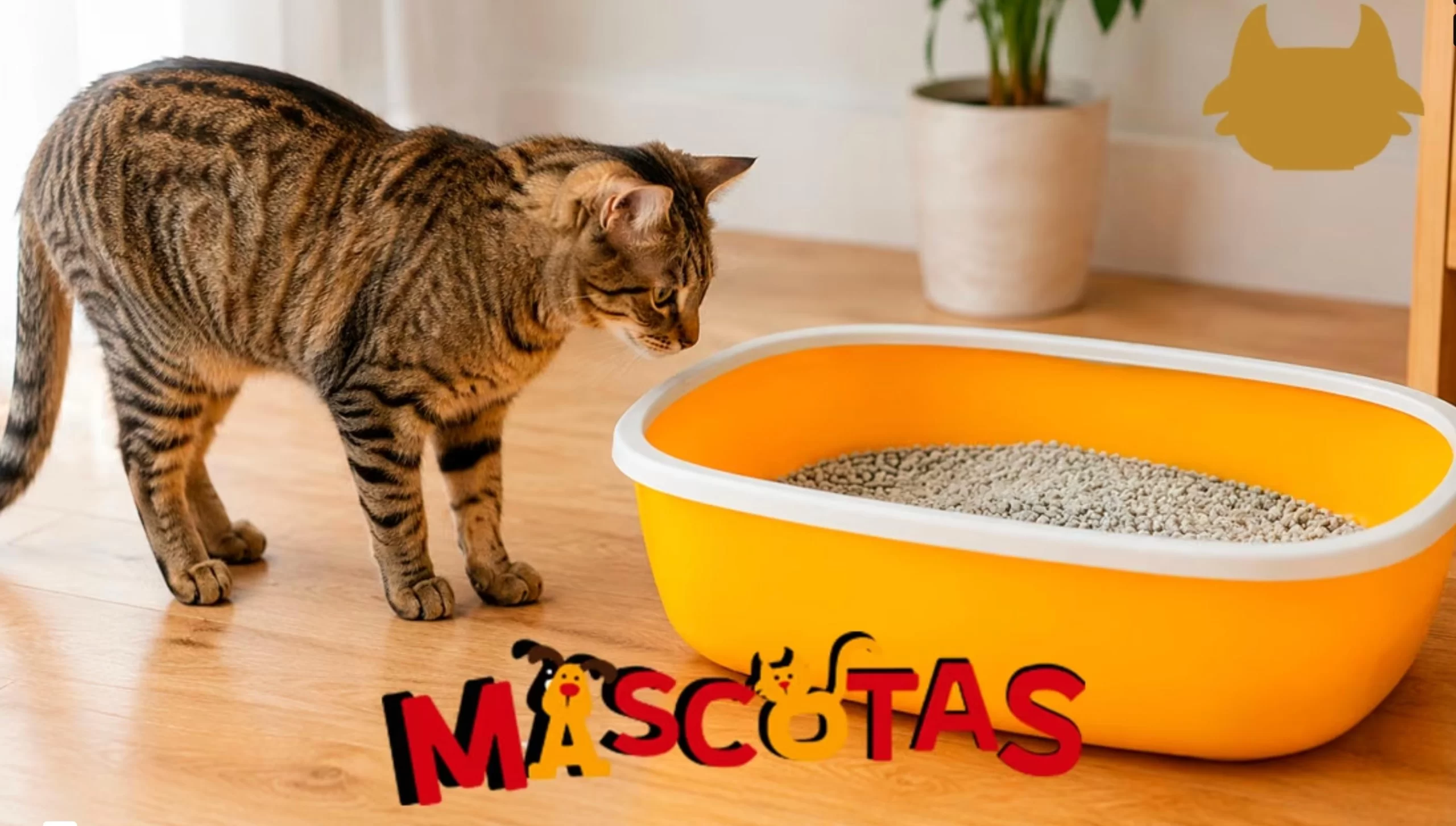 ¿Cómo hacer que mi gato use su caja?
