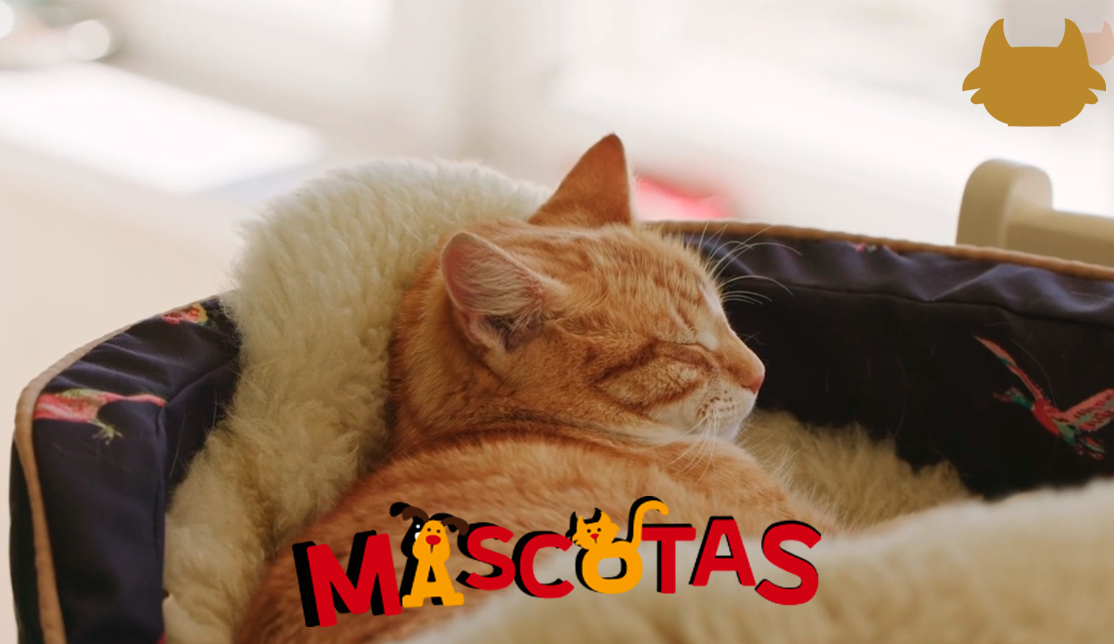 ¿Cómo hacer que el gato duerma en su cama?