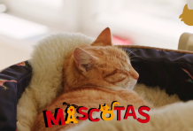 ¿Cómo hacer que el gato duerma en su cama?