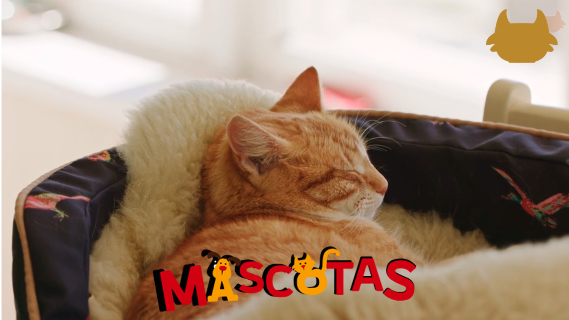 ¿Cómo hacer que el gato duerma en su cama?