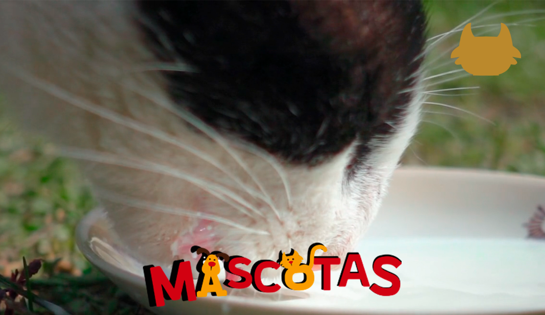 ¿Es buena la leche para los gatos?