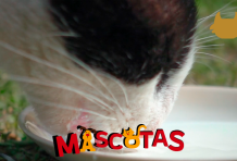 ¿Es buena la leche para los gatos?