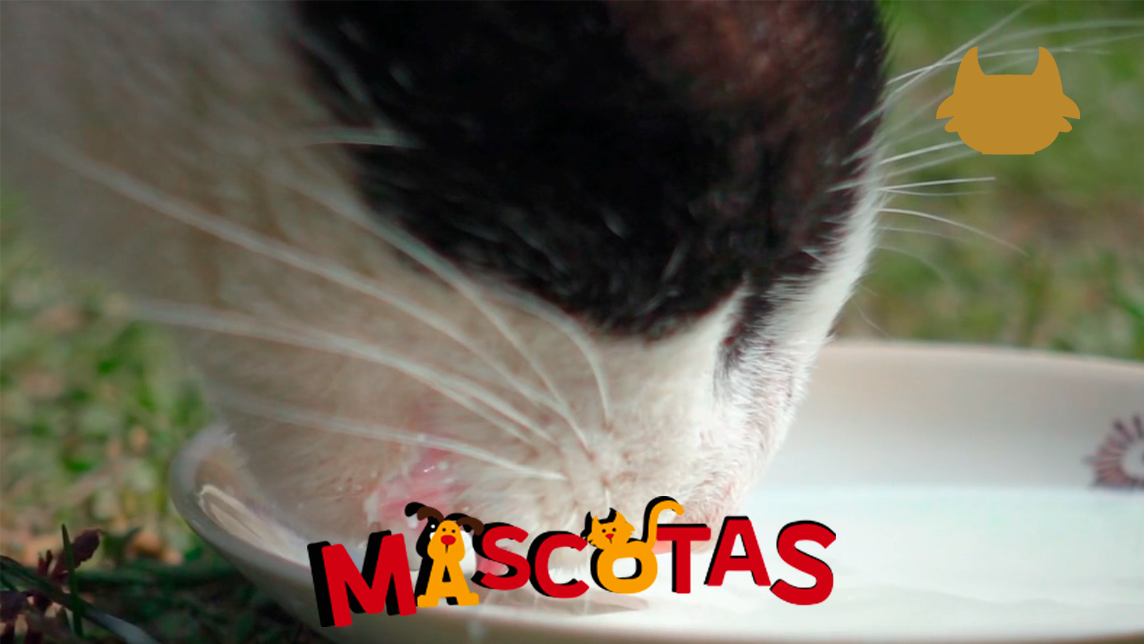 ¿Es buena la leche para los gatos?