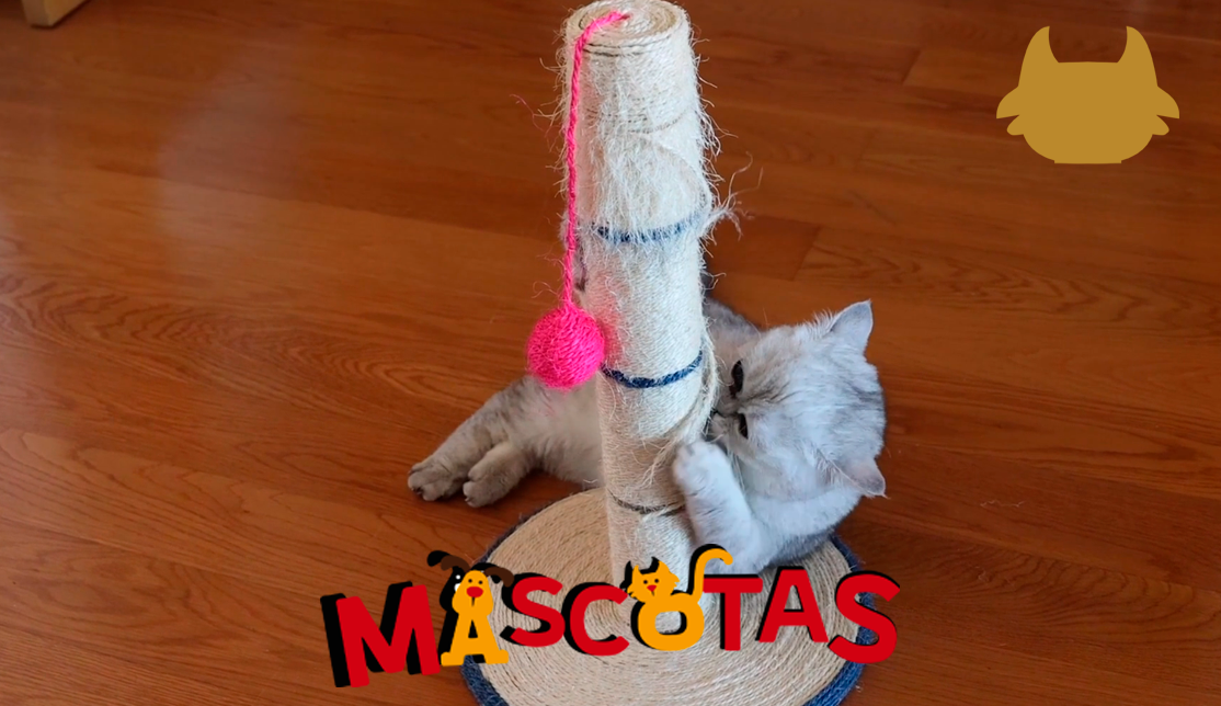 ¿Cómo enseñarle a mi gato a usar el rascador?