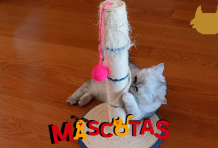 ¿Cómo enseñarle a mi gato a usar el rascador?