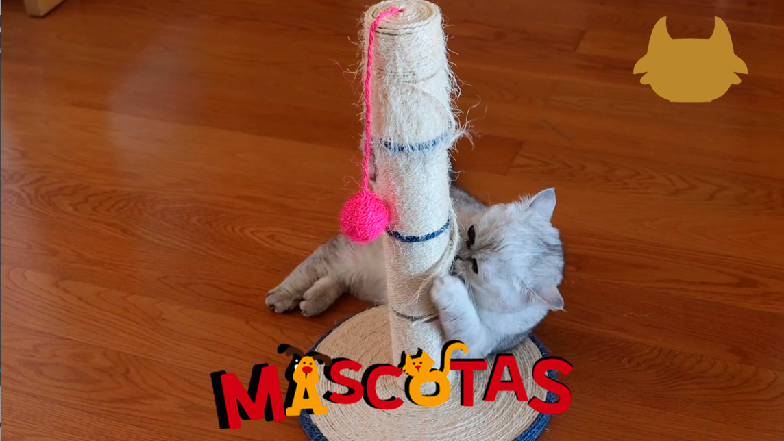 ¿Cómo enseñarle a mi gato a usar el rascador?