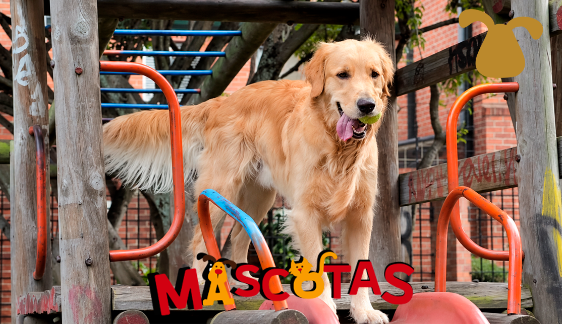 ¿Cómo criar un buen perro?