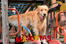 ¿Cómo criar un buen perro?