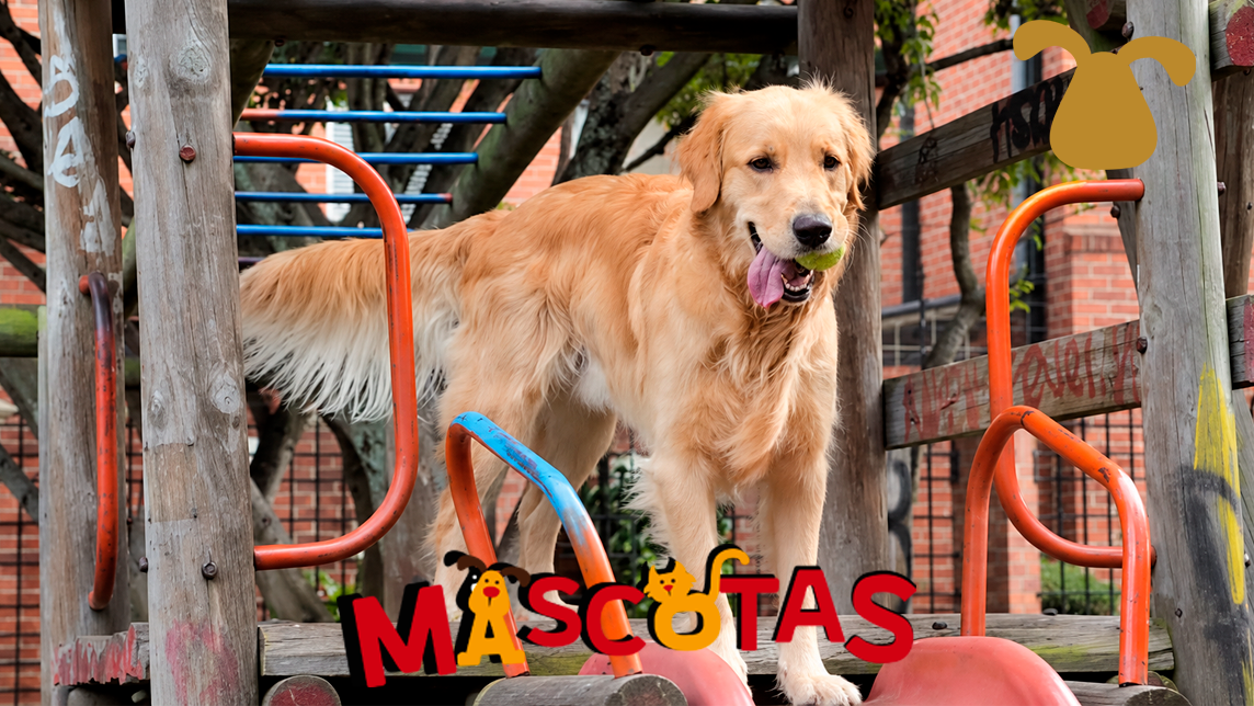 ¿Cómo criar un buen perro?