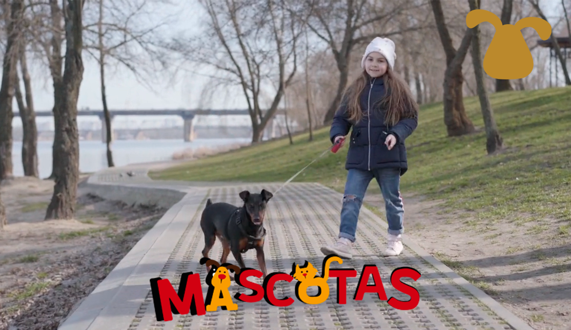¿Cómo hacer que mi perro camine junto a mi?