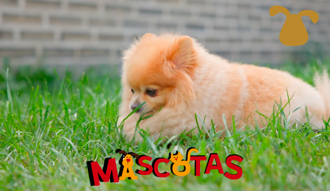¿Esta bien que mi perro coma pasto?