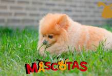 ¿Esta bien que mi perro coma pasto?