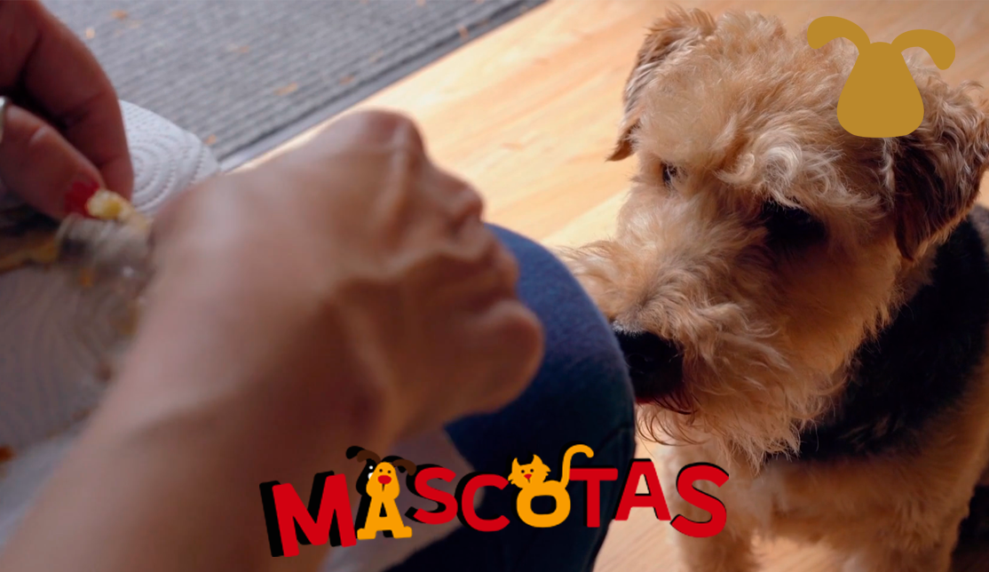 ¿Qué comida natural darle a mi perro?