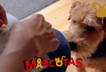¿Qué comida natural darle a mi perro?