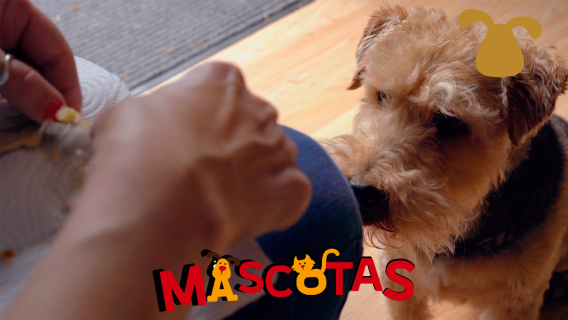 ¿Qué comida natural darle a mi perro?