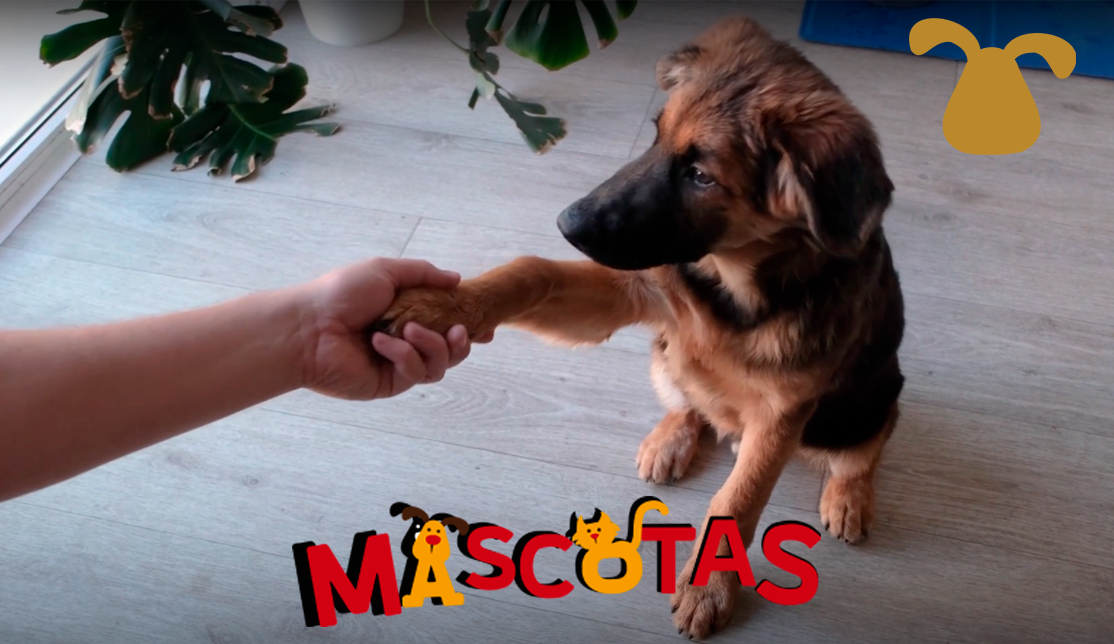 ¿Cómo hacer que mi perro me de la patita?