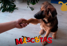 ¿Cómo hacer que mi perro me de la patita?
