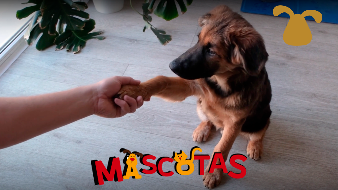 ¿Cómo hacer que mi perro me de la patita?