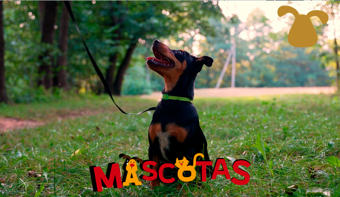 ¿Cómo enseñarle a mi perro a estar quieto?