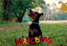 ¿Cómo enseñarle a mi perro a estar quieto?