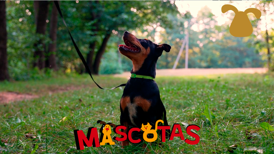 ¿Cómo enseñarle a mi perro a estar quieto?